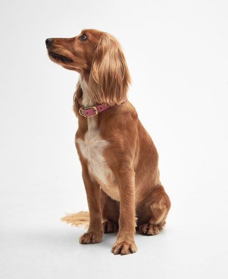 Barbour Leather Dog Collar — Classic Pink