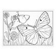 omalovánky Motýli