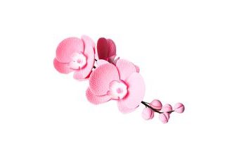 Cukrová dekorace Orchidej