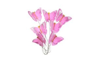 Růžoví oblátkoví motýlci