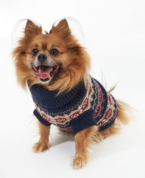 Barbour Case Fair Isle Dog Jumper — Cranberry