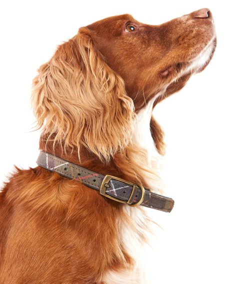 Barbour Tartan Dog Collar