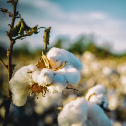 Faceți cunoștință cu bumbacul organic