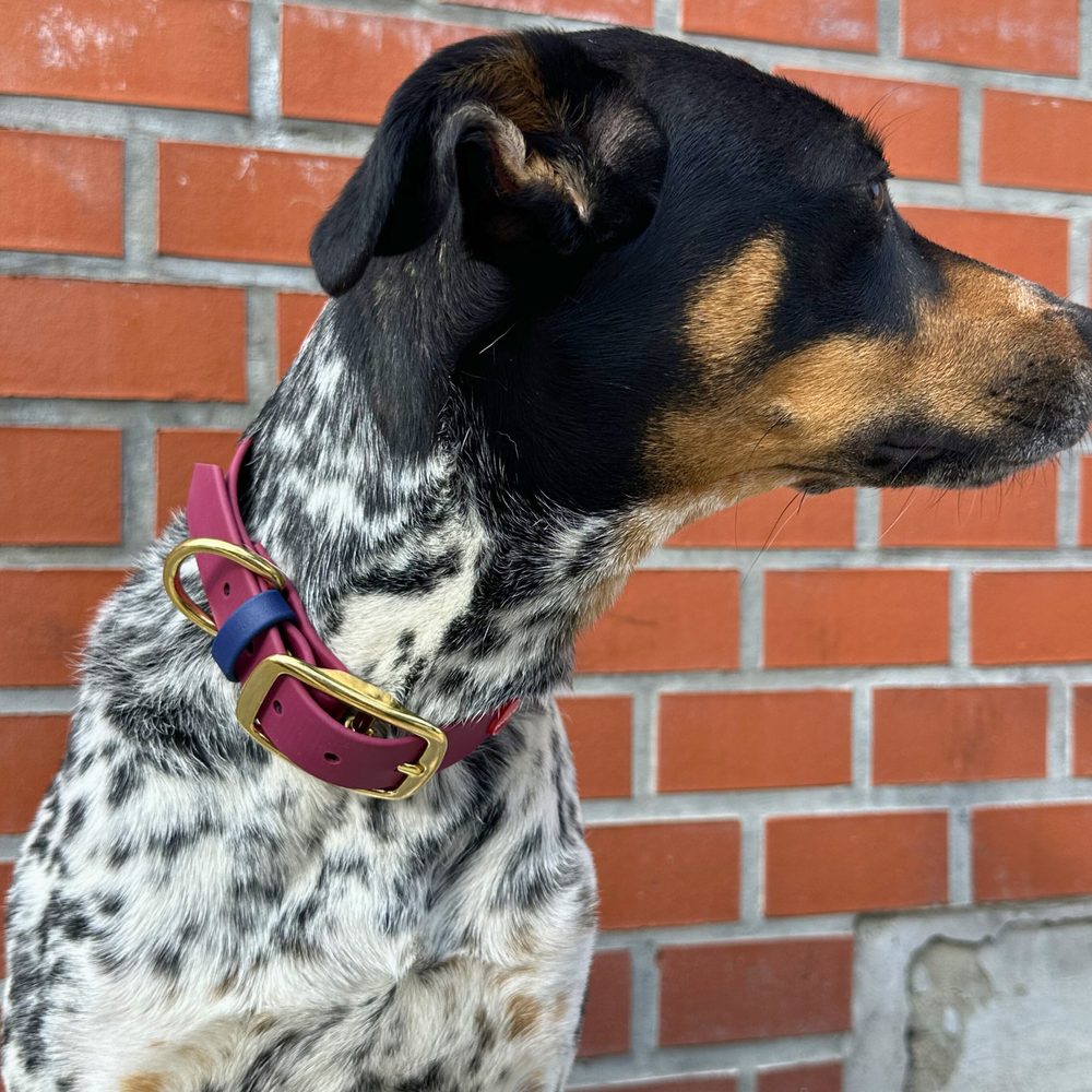 Obojok Reedog bordo-námornícky modrý Biothane