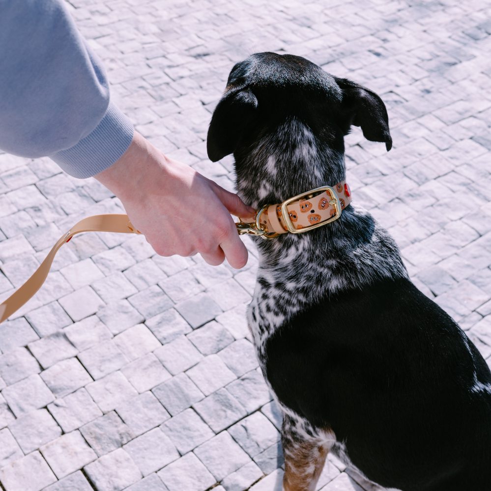 Reedog venčiaci set hovienka BioThane OBOJOK + VODÍTKO