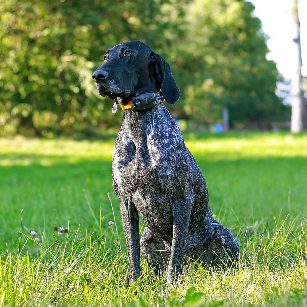 Dogtrace DOG GPS X25B (obrázek 8)