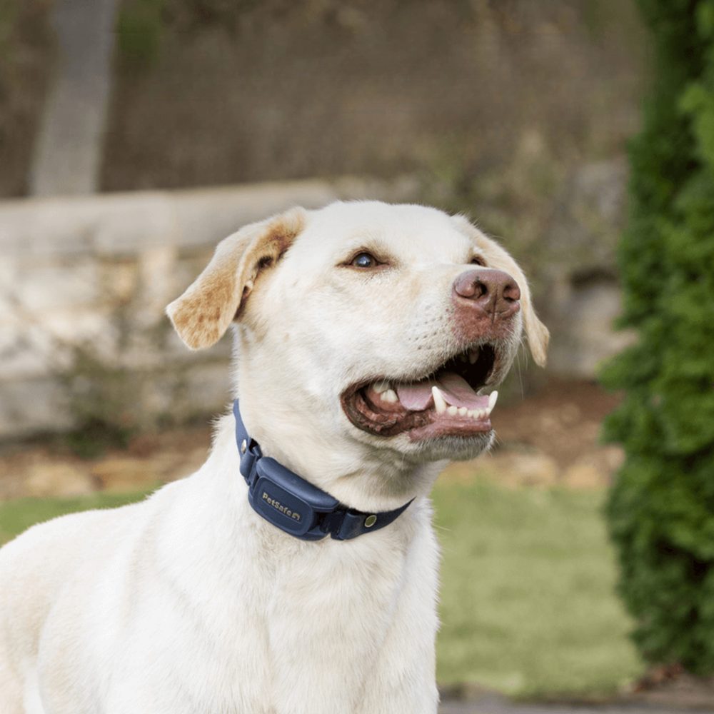 PetSafe® Pro 300m