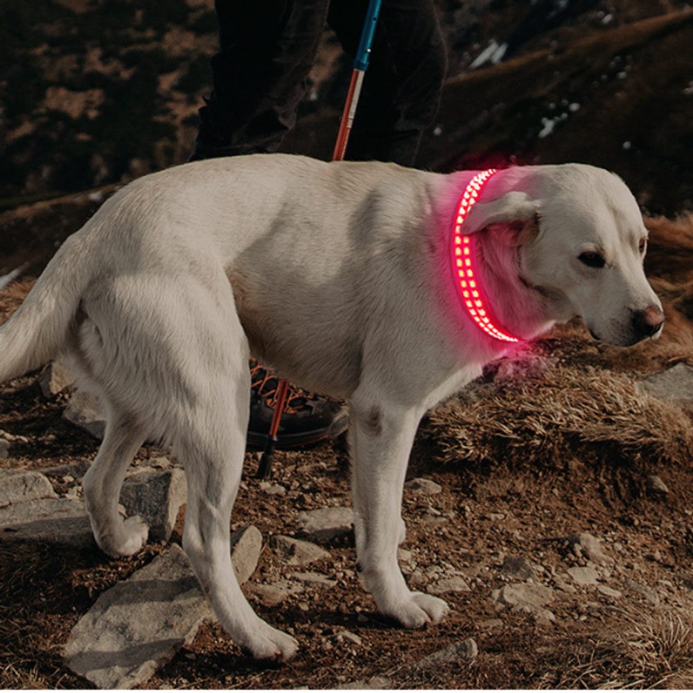 Svietivý USB svietiaci obojok Reedog pre malé, stredné a veľké psy - Modrá - L