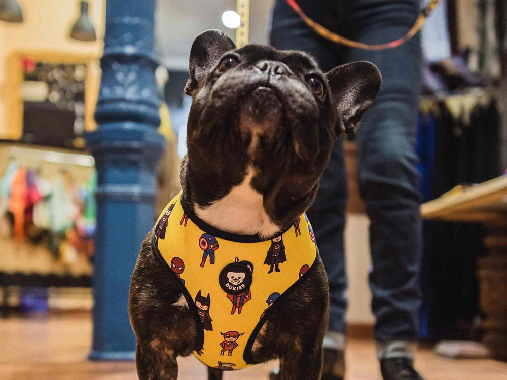 Dukier SUPERDOG - M (obrázek 3)