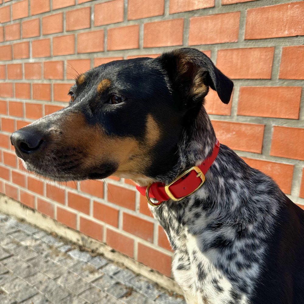 Reedog obojok červený Biothane - M