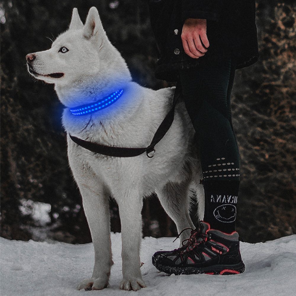 Svietivý USB svietiaci obojok Reedog pre malé, stredné a veľké psy - Modrá - L