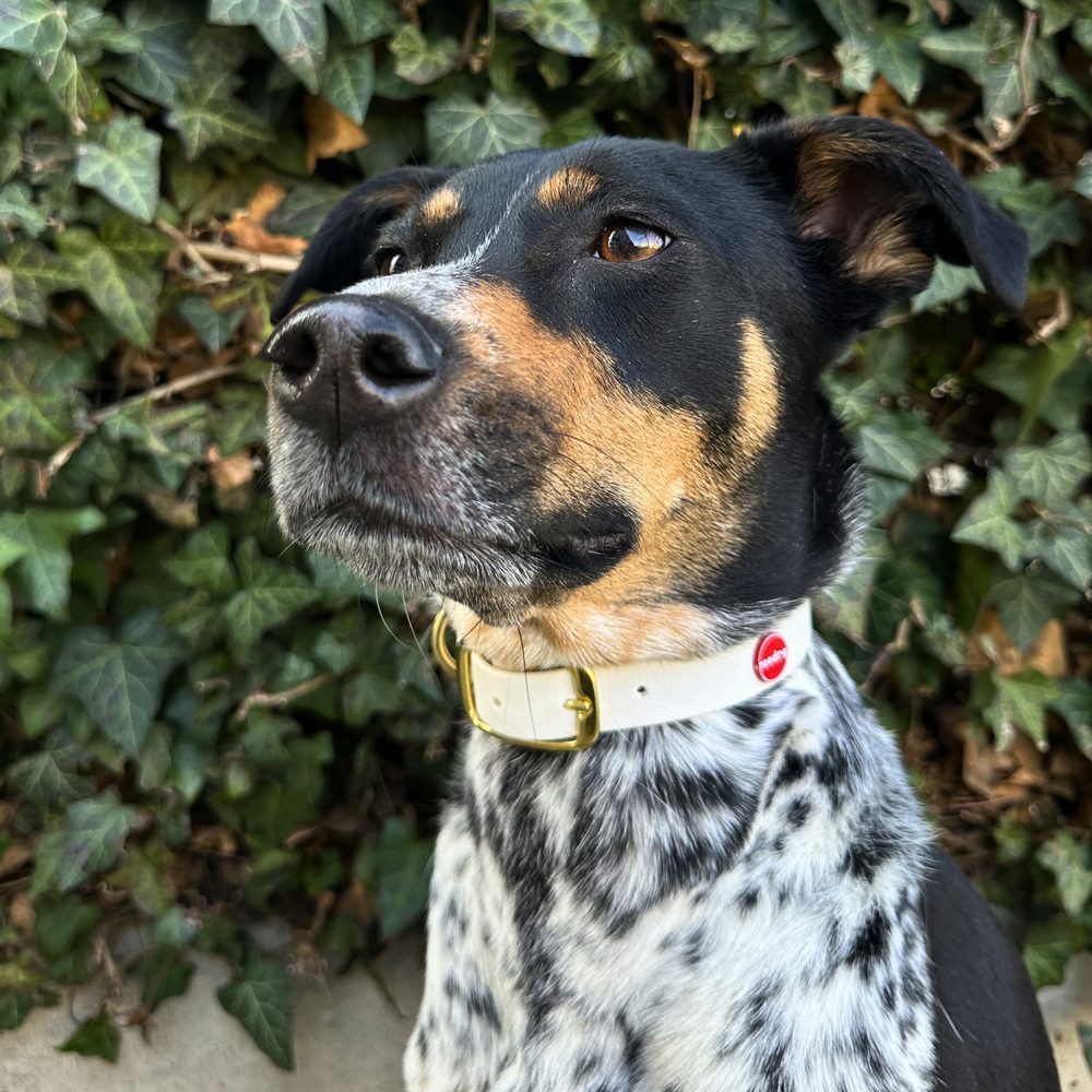 Obojok Reedog biely Biothane