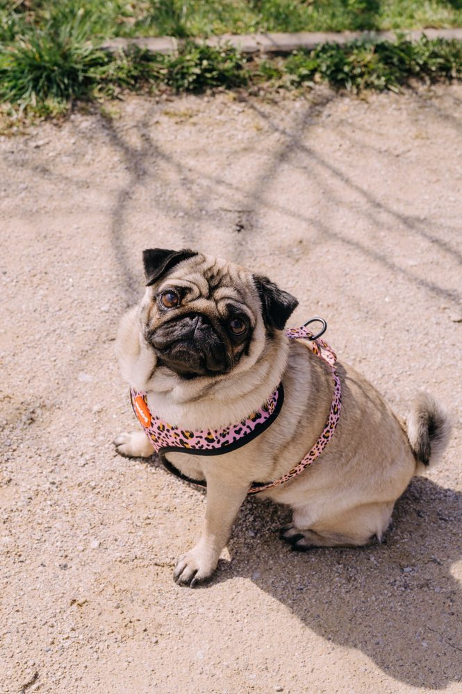 Reedog LEO PINK - S (obrázek 4)