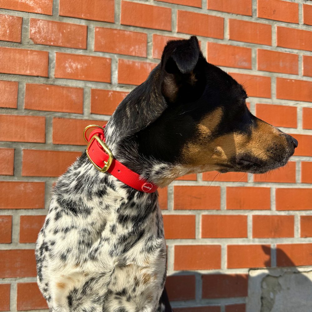 Reedog obojok červený Biothane - M