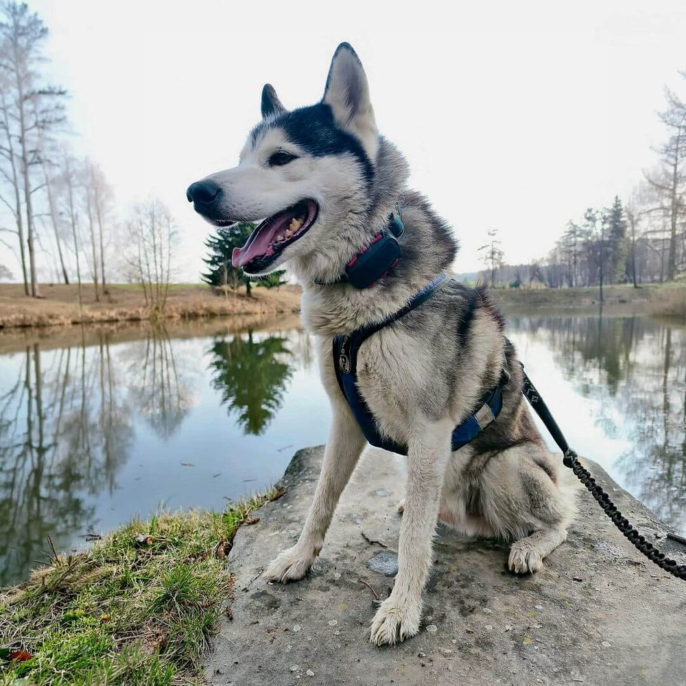 Dogtrace Tracker pre psov DOG GPS ultra