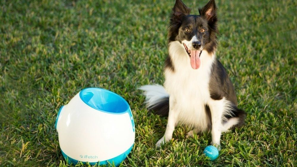 BAZAR - iFetch Too automatický vrhač loptičiek.
!UPOZORNENIE: Zariadenie je bez sieťového adaptéra!
Zariadenie je len rozbalené, prípadne bol poškodený obal a bolo preto prebalené do neoriginálneho obalu.
2) Zánovný
Tovar bolo používané ako predvádzacie, na predajni, alebo bolo zákazníkovi vymenený v priebehu niekoľkých dní.
3) Ľahko použitej
Zariadenie bolo používané 5 - 15 dní, sú na ňom už viditeľné škrabance od pazúrov.
4) Ťažko použité
Zariadenie bolo používané 15 až 40 dní, sú na ňom veľmi viditeľné škrabance, alebo odtlačky zubov.
Záručná doba u stave 