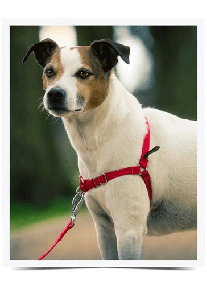 Easy Walk™ Harness - červená - M (obrázek 4)