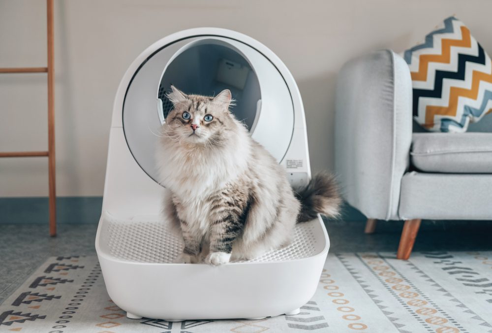 Catlink AI Scooper Young (obrázek 4)