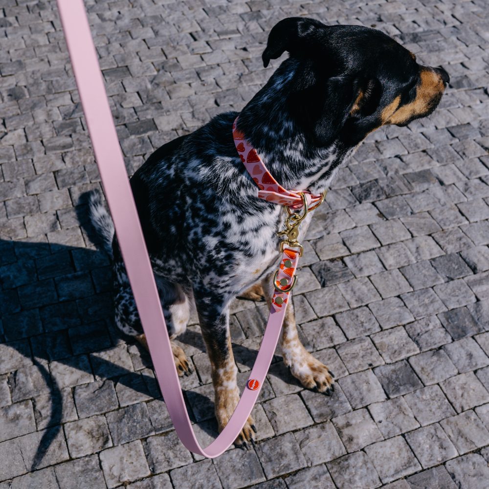 Reedog venčiaci set srdiečka BioThane OBOJOK + VODÍTKO