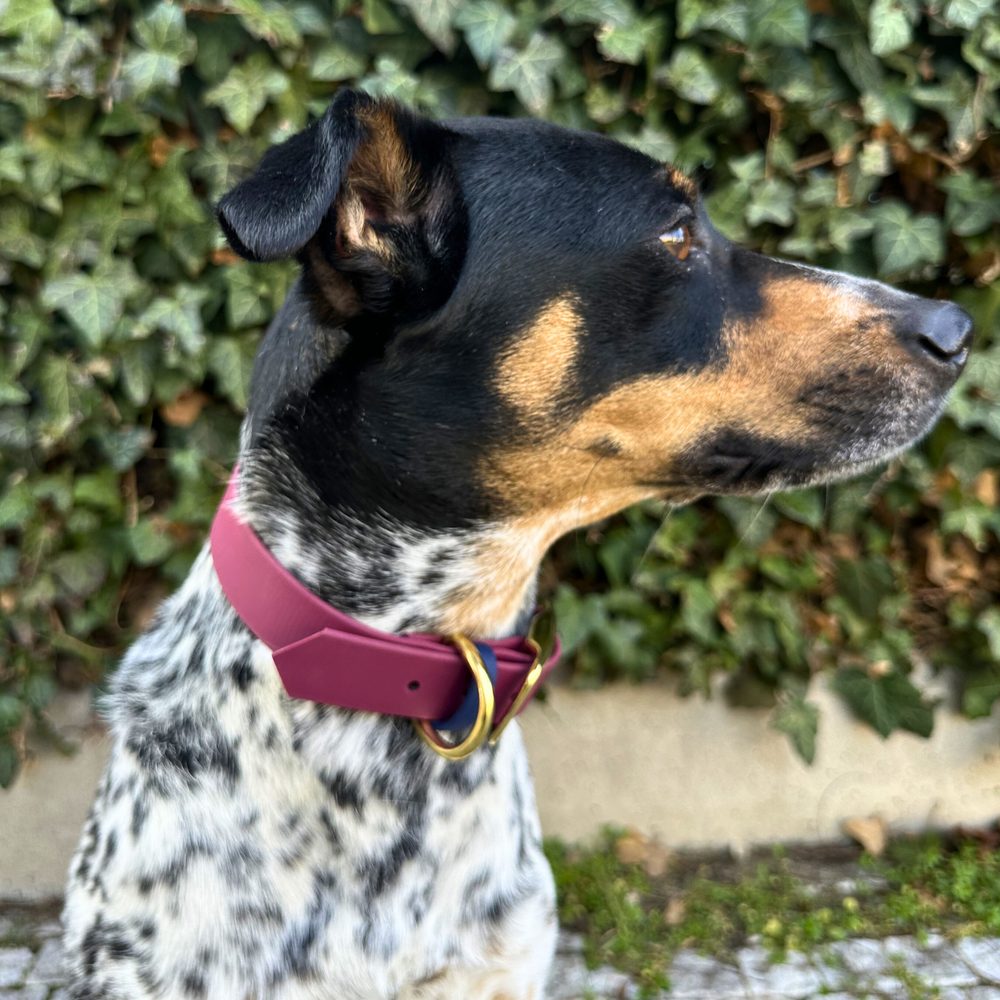 Obojok Reedog bordo-námornícky modrý Biothane