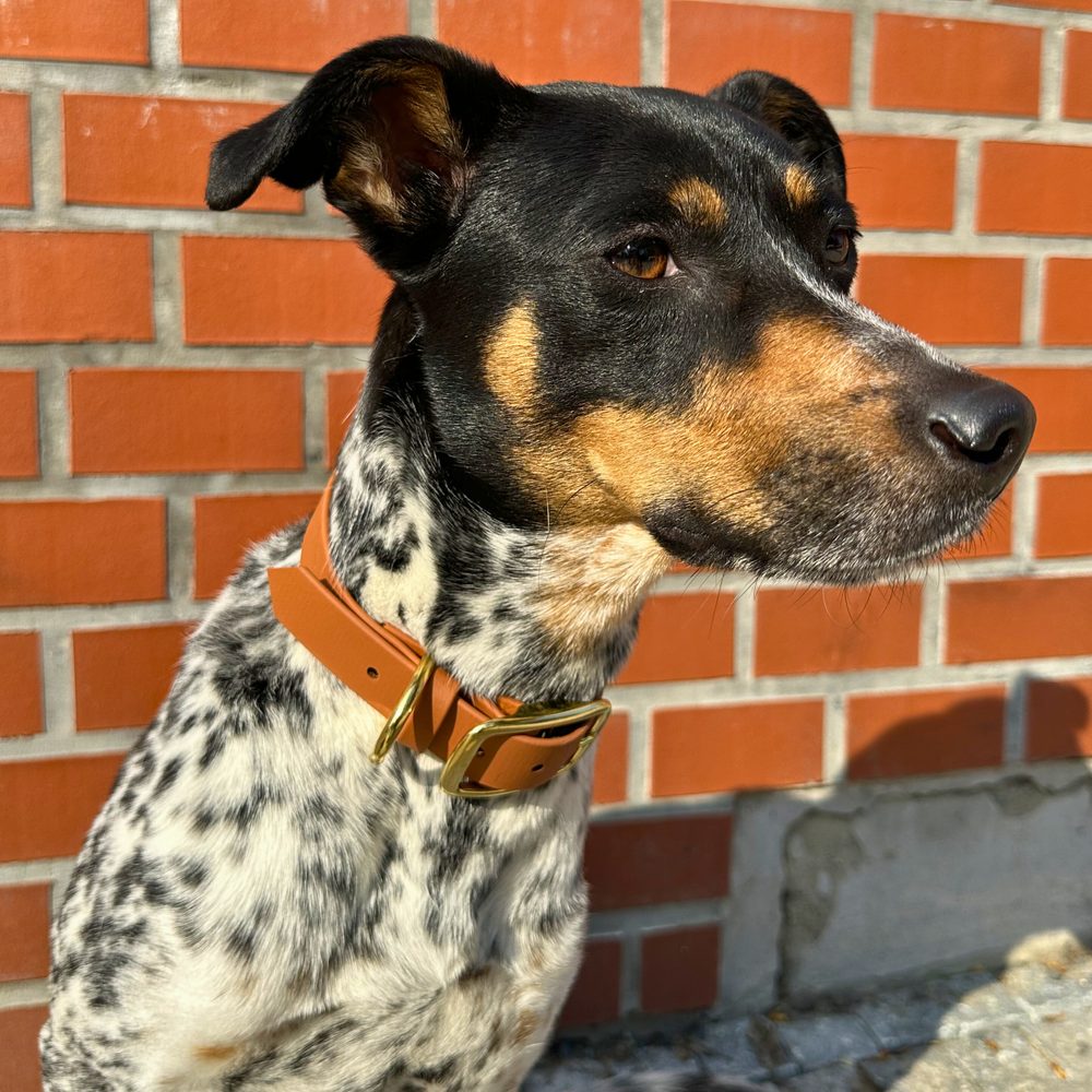 Obojok Reedog svetlohnedý Biothane