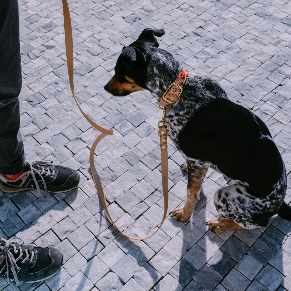 Reedog prepínacie vodítko béžové hovienka Biothane 3 m