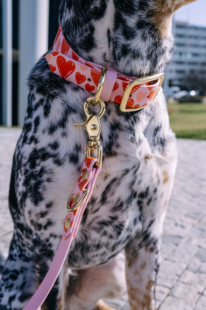 Reedog venčiaci set srdiečka BioThane OBOJOK + VODÍTKO