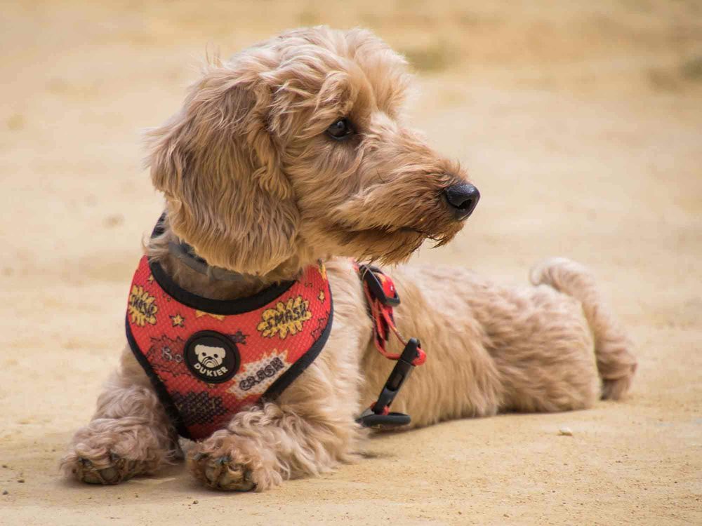 Dukier SUPERDOG - M (obrázek 4)