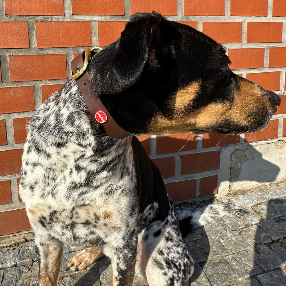 Obojok Reedog tmavohnedý Biothane