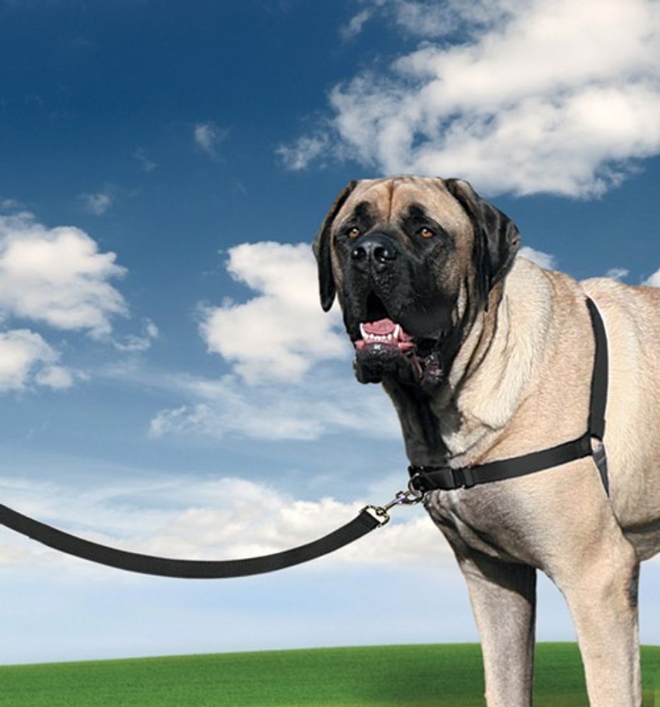 Easy Walk™ Harness - červená - M (obrázek 3)