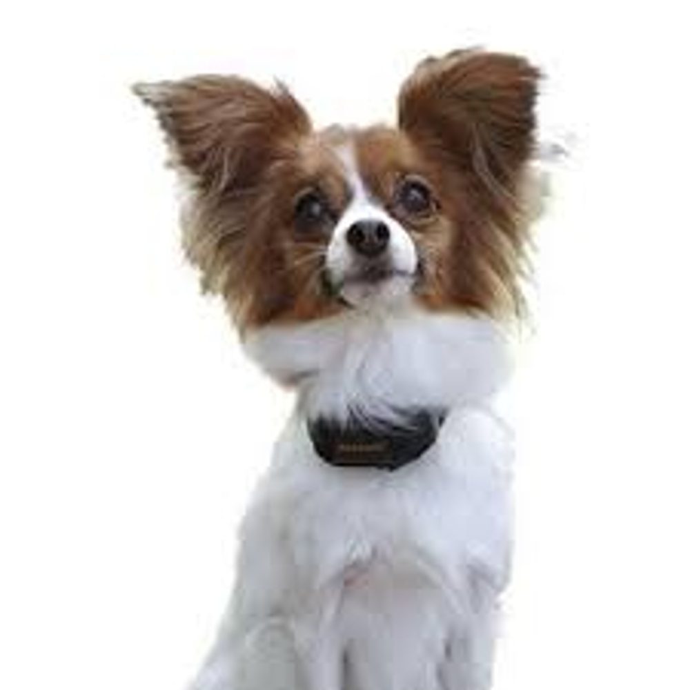 BAZÁR PetSafe® VBC-10 Vibro