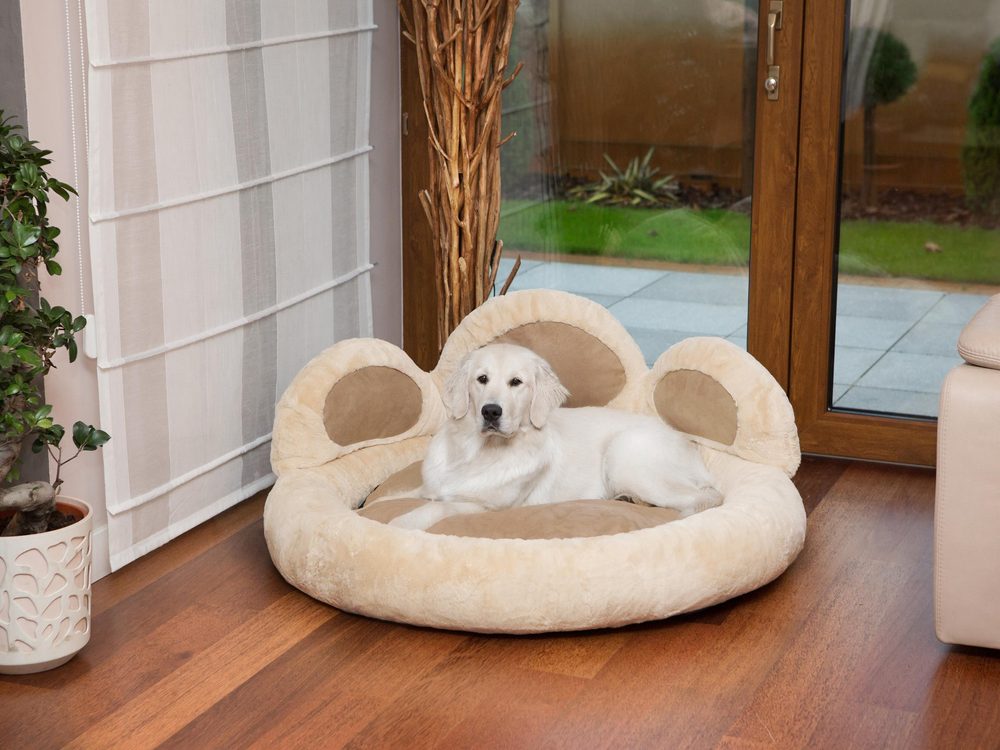 Pelíšek pro psa Reedog Exclusive Paw Beige - XL.
Velikost: L: 75x75, XL: 85x85, XXL: 105x105   

U nás si vybere opravdu každý pejsek, naše pelíšky pro psy Reedog jsou pro malé, velké, ale i ty největší psy.