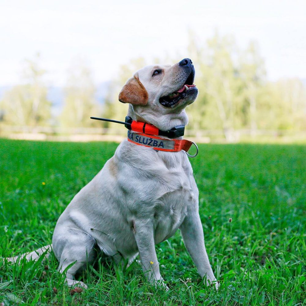 Dogtrace DOG GPS X25 (obrázek 8)