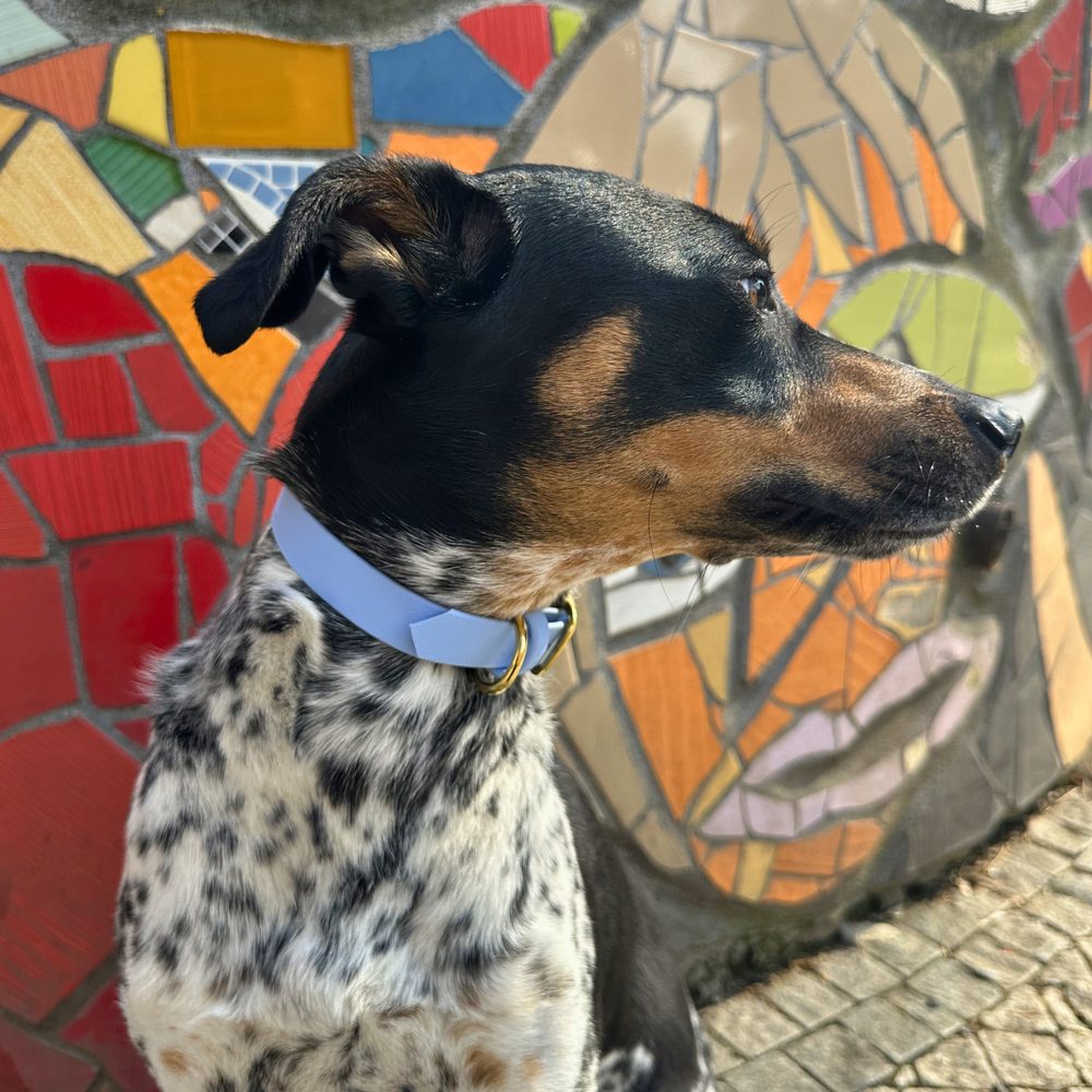 Obojok Reedog nebesky modrý Biothane - S