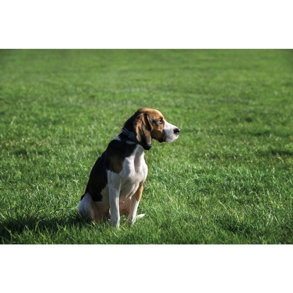 BAZAR - Martin System GPS-Halsband MPS Hund 2.0 - Zánovní.
  Akkus und La