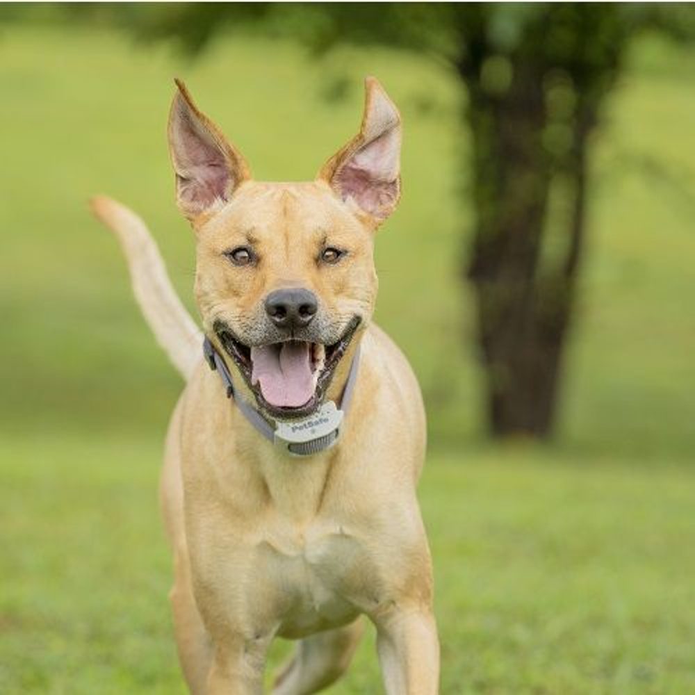 PetSafe® Classic (obrázek 4)