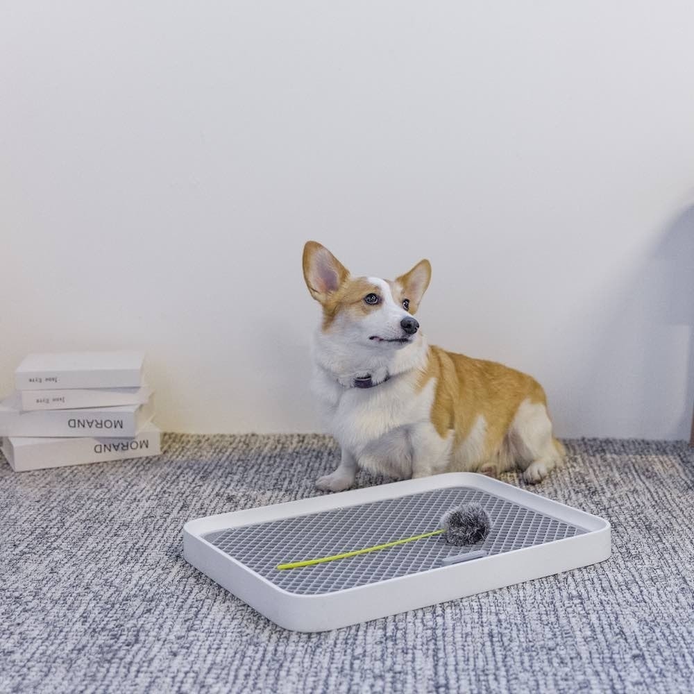 Petkit Pura Dog