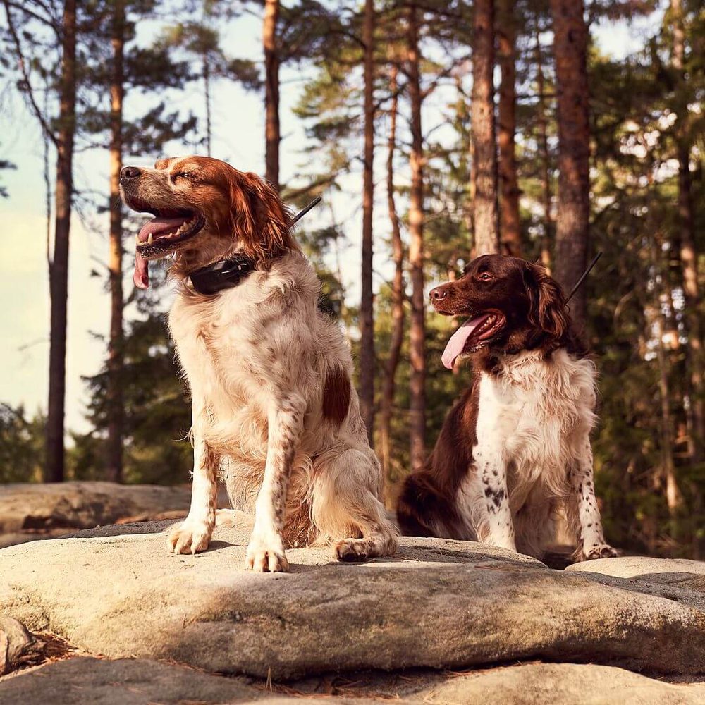 Kratší obojek pro dalšího psa - DOG GPS X25T Short (obrázek 11)