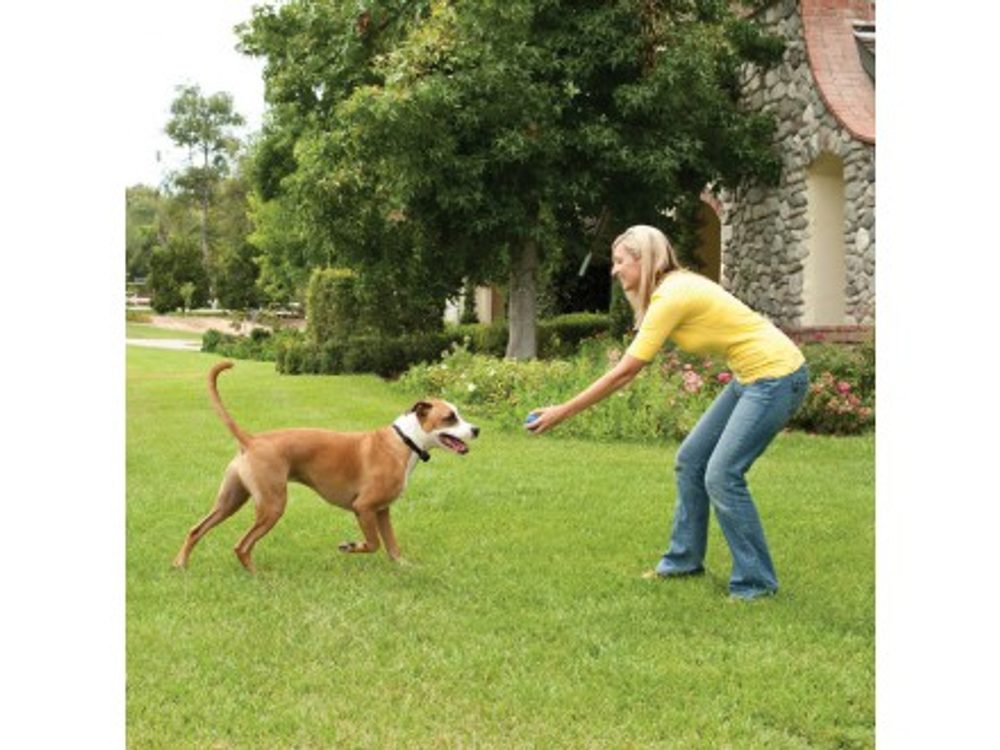 PetSafe® Stay + Play - pro 1 psa (obrázek 3)