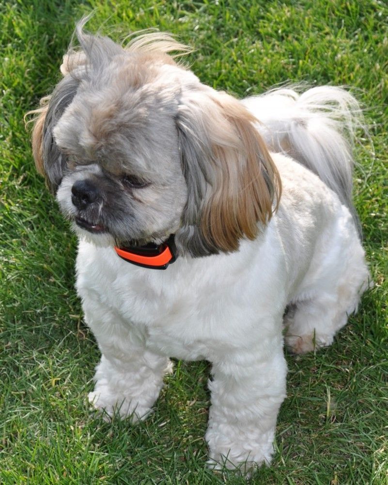 Dogtrace d-mute small (obrázek 4)