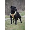 Szelki Reedog LEMON