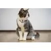 KitiDOT laser collar for cats