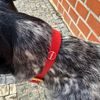 Reedog Red Biothane Collar