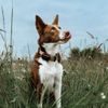 Dogtrace DOG GPS mini
