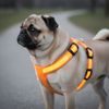 Arnés luminoso Reedog para perros y gatos