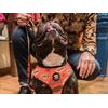 Reversible harness SUPERDOG