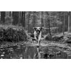Dogtrace DOG GPS X30