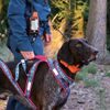 GPS obojek pro psa DOG GPS X40