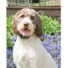 PetSafe® No Bark