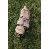 Kutyahám Reedog PUPPY
